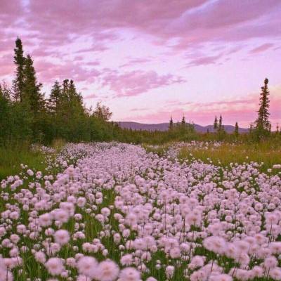 麻将胡了模拟器下载